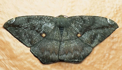 Oxydia herbertina Dapa, Valle Del Cauca
2100m Oxydia herbertina