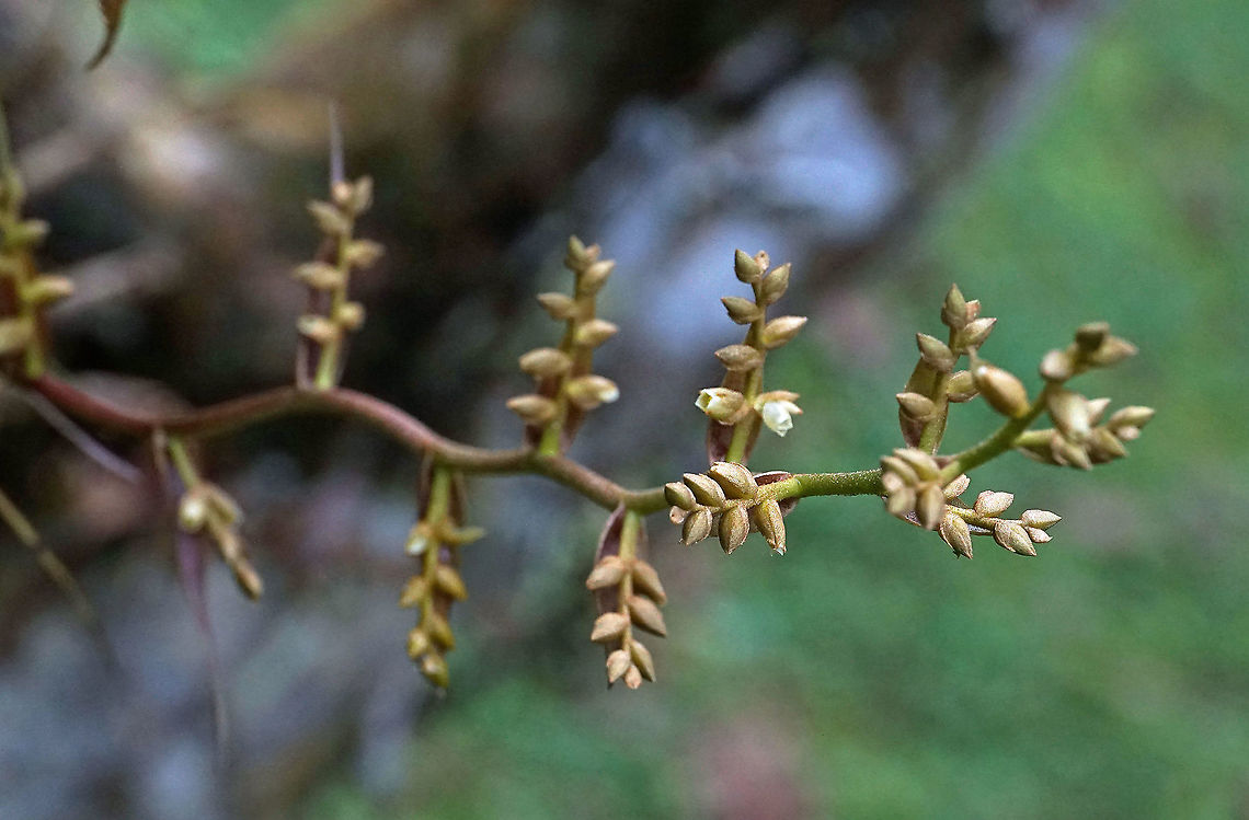 Racinaea tetrantha Dapa, Valle Del Cauca<br />
2100m Racinaea tetrantha