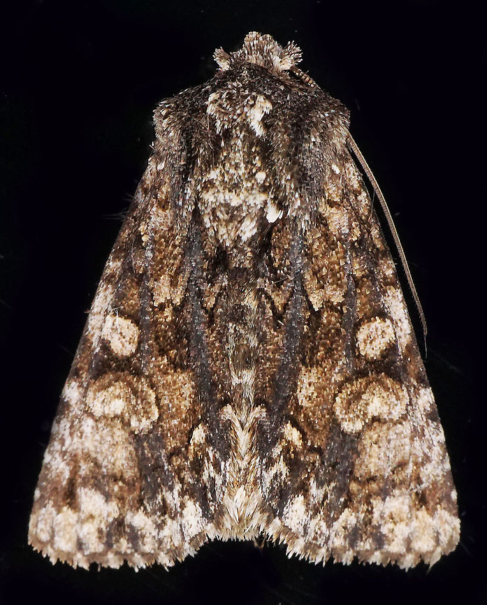 Lacinipolia sp. Dapa, Valle Del Cauca<br />
2100m