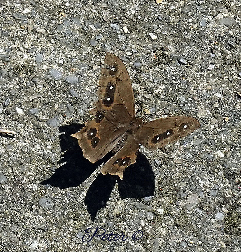 Antirrhea geryon weymeri Dapa, Valle Del Cauca<br />
2100m Antirrhea geryon