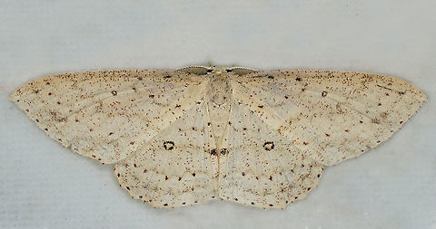 Cyclophora griseomixta Dapa, Valle Del Cauca
2100m Cyclophora griseomixta