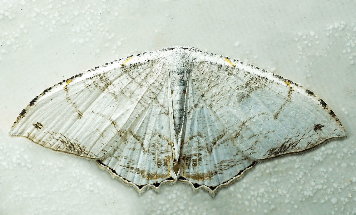 #811 Dapa, Valle Del Cauca<br />
2100m