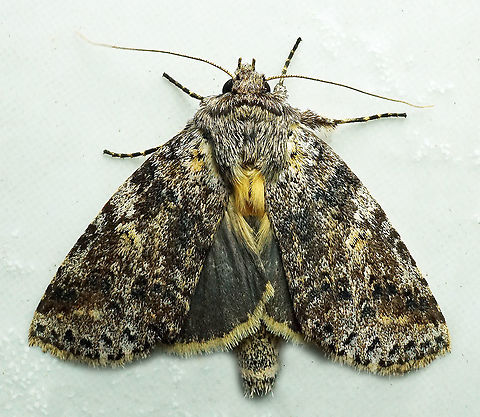 #812 Dapa, Valle Del Cauca
2100m