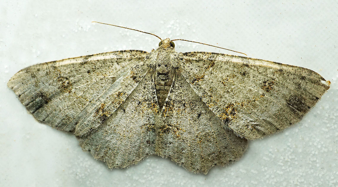 Melanolophia sp. Dapa, Valle Del Cauca<br />
2100m