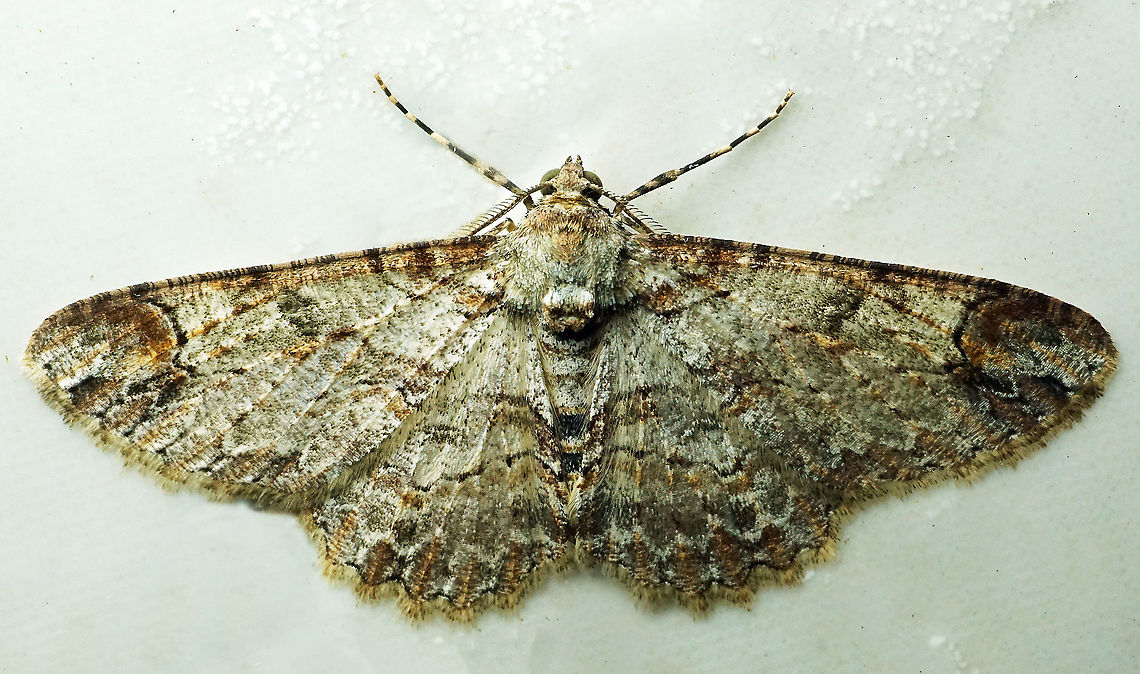 Iridopsis appetens Dapa, Valle Del Cauca<br />
2100m Iridopsis appetens