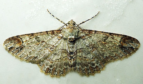 Iridopsis appetens Dapa, Valle Del Cauca
2100m Iridopsis appetens