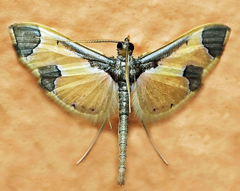 Syllepis hortalis Dapa, Valle Del Cauca
2100m Syllepis hortalis