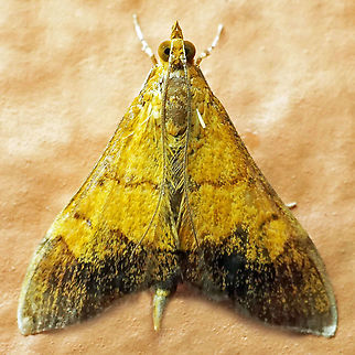 #816 Dapa, Valle Del Cauca
2100m