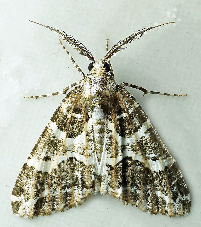 #817 Dapa, Valle Del Cauca<br />
2100m