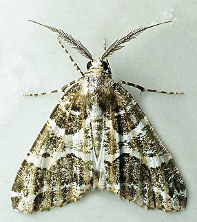 #817 Dapa, Valle Del Cauca
2100m