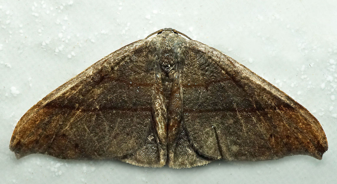 #818 Dapa, Valle Del Cauca<br />
2100m