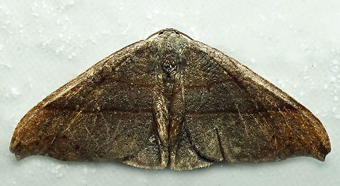 #818 Dapa, Valle Del Cauca
2100m