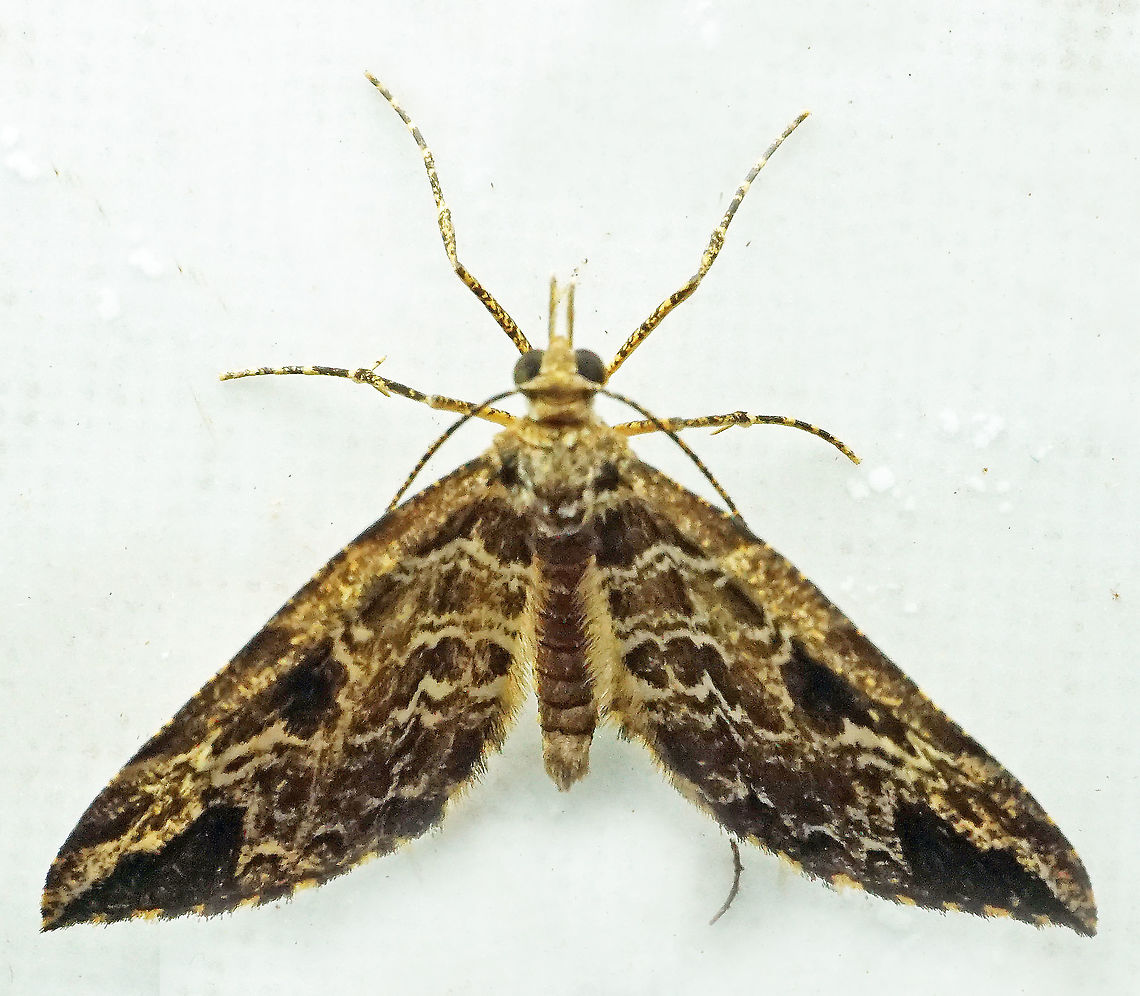 Psaliodes sp. Dapa, Valle Del Cauca<br />
2100m