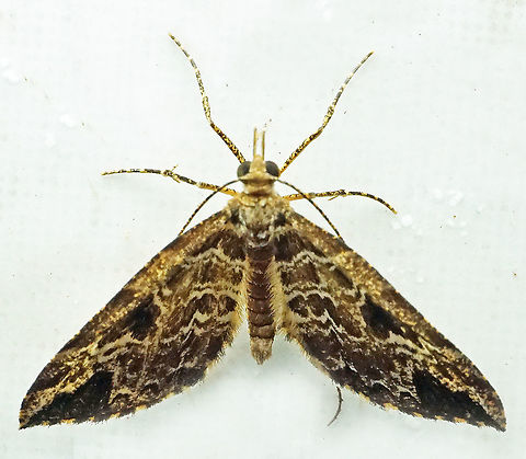 Psaliodes sp. Dapa, Valle Del Cauca
2100m