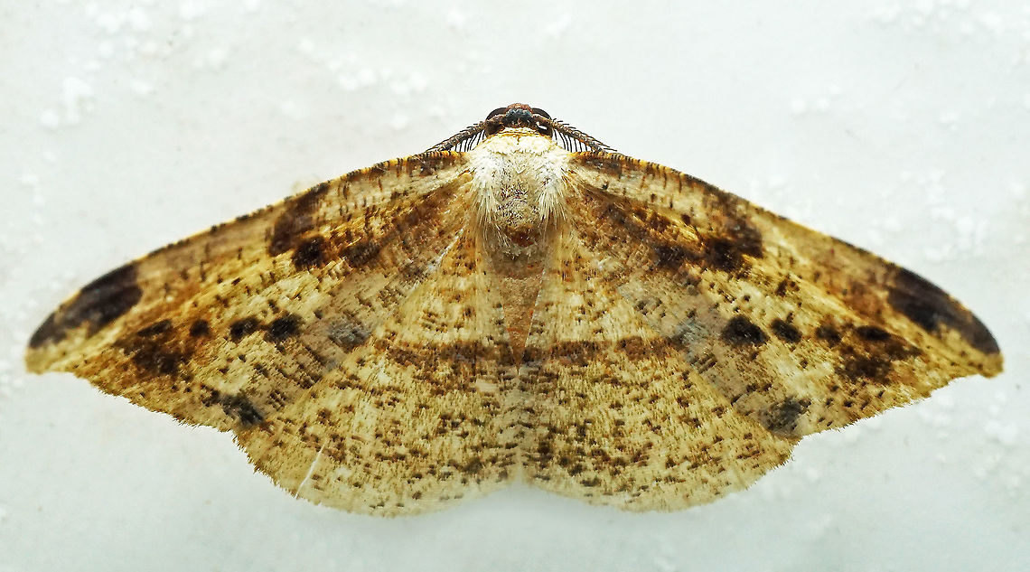 #819 Dapa, Valle Del Cauca<br />
2100m