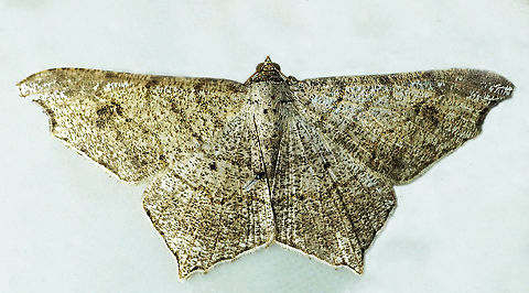 #820 Dapa, Valle Del Cauca
2100m