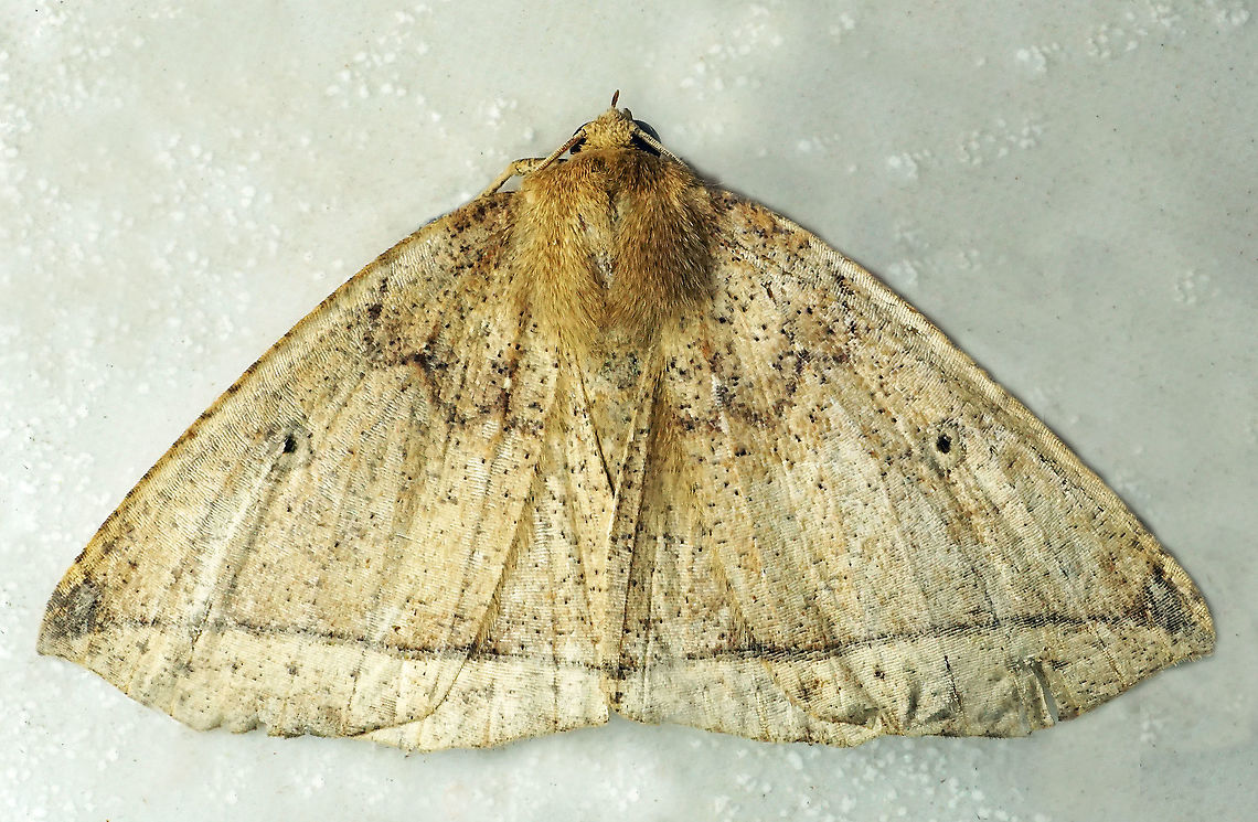 #821 Dapa, Valle Del Cauca<br />
2100m