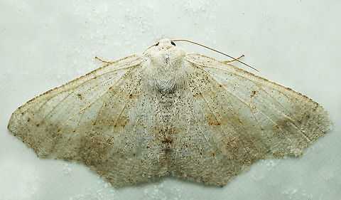 #802 Dapa, Valle Del Cauca
2100m