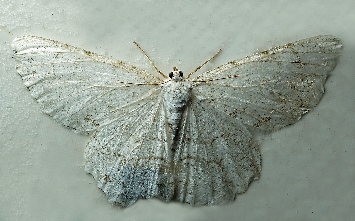 #803 Dapa, Valle Del Cauca<br />
2100m