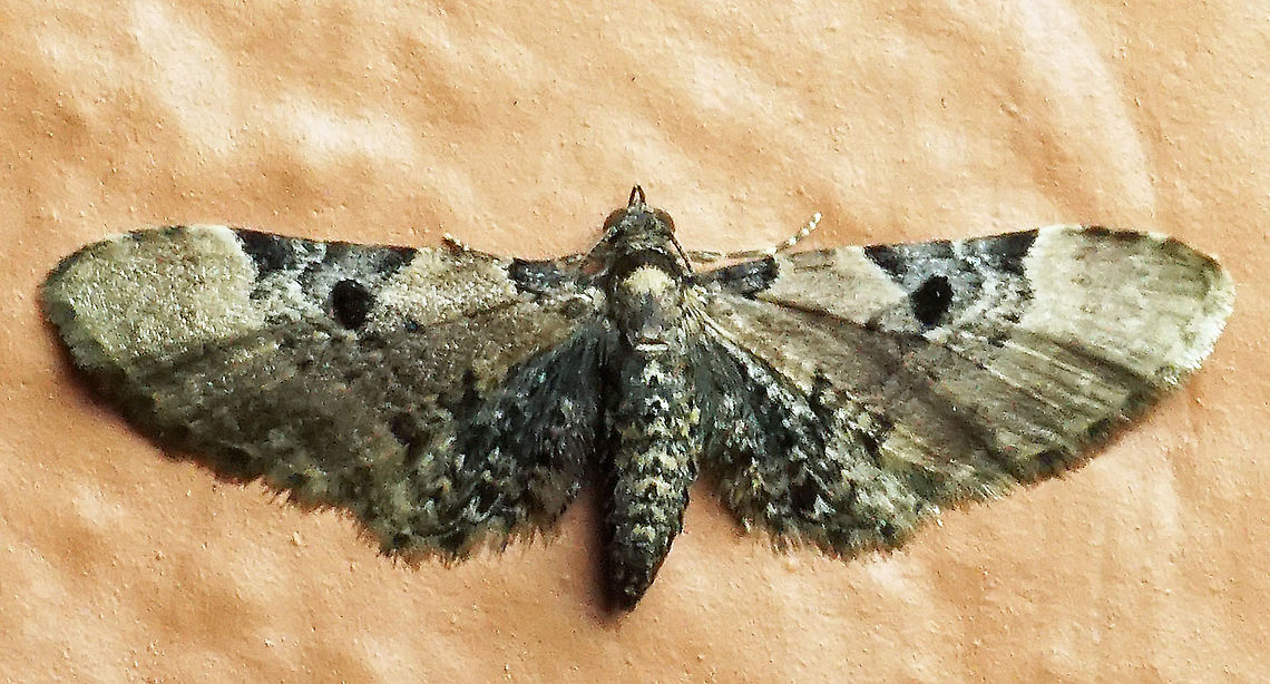 Eupithecia sp. Dapa, Valle Del Cauca<br />
2100m