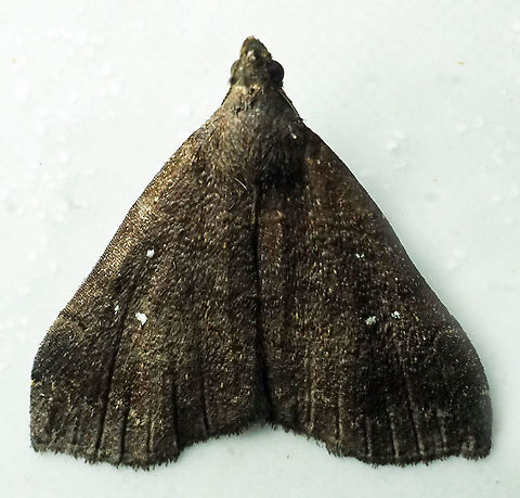 Hypenula cacuminalis Dapa, Valle Del Cauca
2100m Hypenula cacuminalis