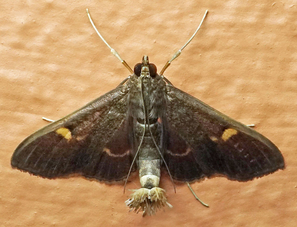 #804 Dapa, Valle Del Cauca<br />
2100m