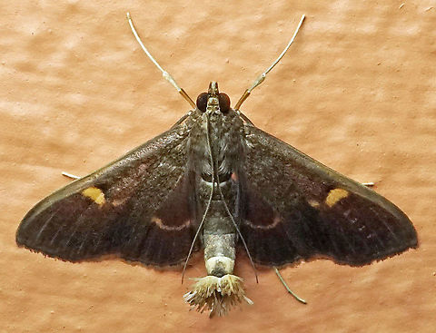 #804 Dapa, Valle Del Cauca
2100m