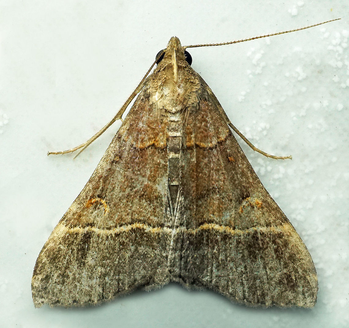 #805 Dapa, Valle Del Cauca<br />
2100m