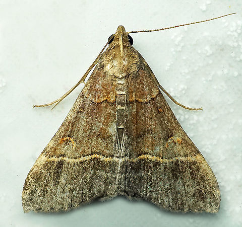 #805 Dapa, Valle Del Cauca
2100m