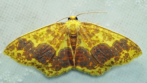 #806 Dapa, Valle Del Cauca
2100m