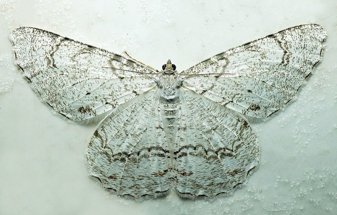 Epimecis anonaria Dapa, Valle Del Cauca<br />
2100m Epimecis anonaria