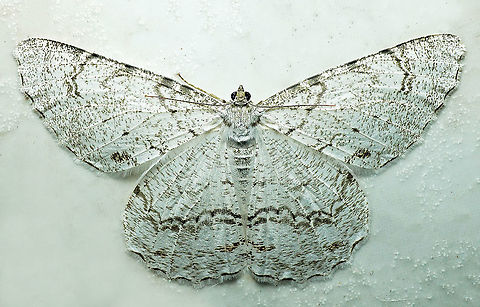 Epimecis anonaria Dapa, Valle Del Cauca
2100m Epimecis anonaria