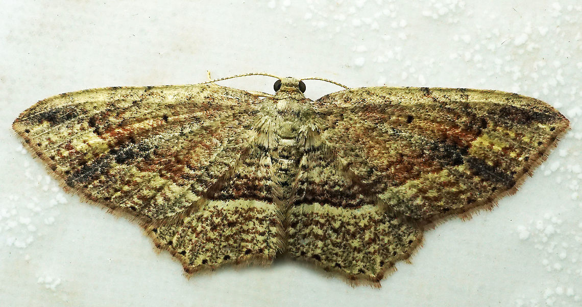 #807 Dapa, Valle Del Cauca<br />
2100m<br />