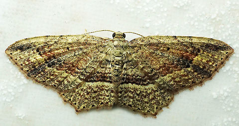 #807 Dapa, Valle Del Cauca
2100m