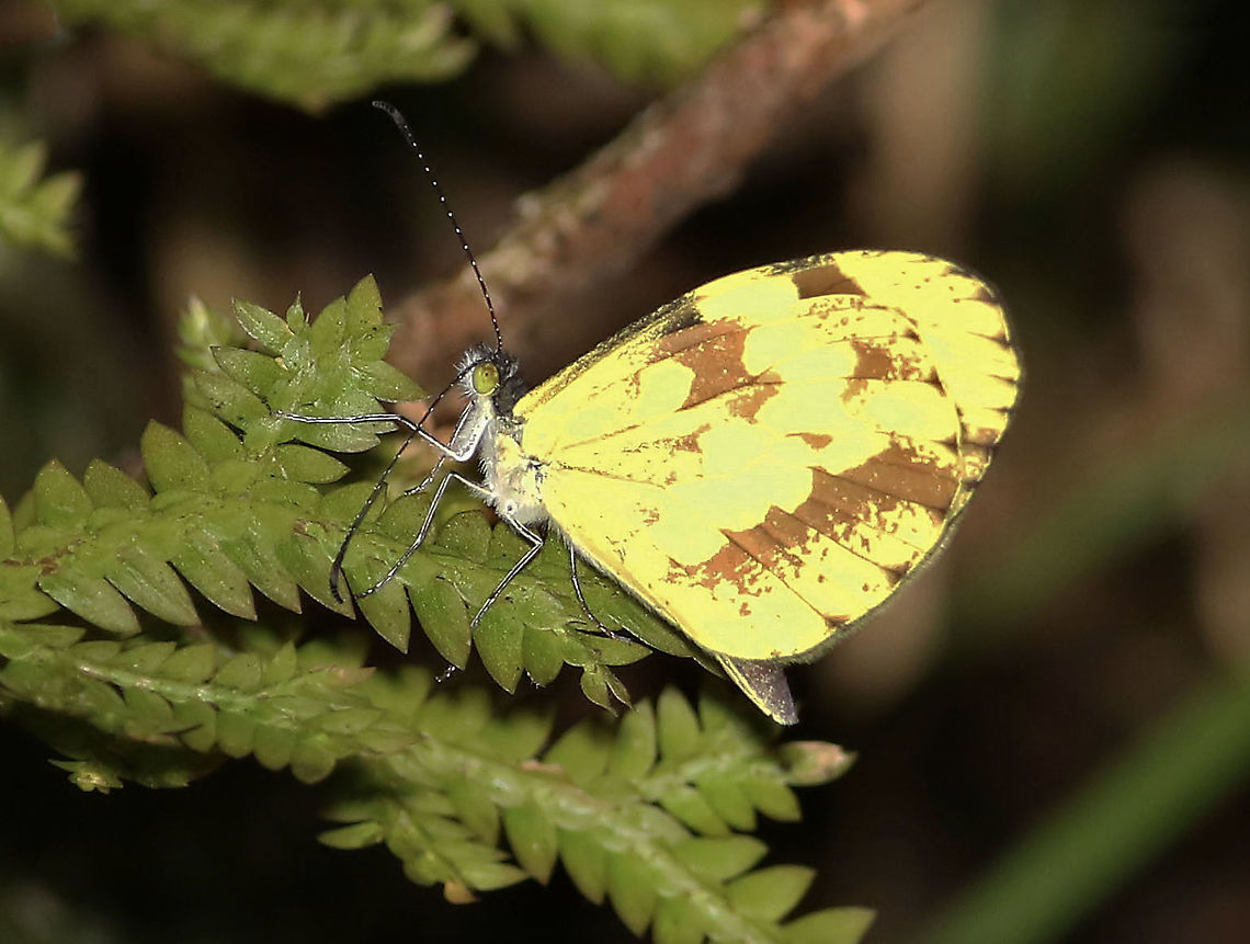 Dismorphia medora Dapa, Valle Del Cauca<br />
2100m Dismorphia medora,Medora mimic white
