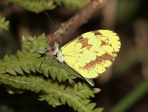 Dismorphia medora Dapa, Valle Del Cauca
2100m Dismorphia medora,Medora mimic white