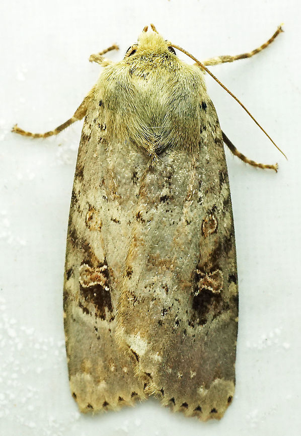 Spodoptera sp. Dapa, Valle Del Cauca<br />
2100m