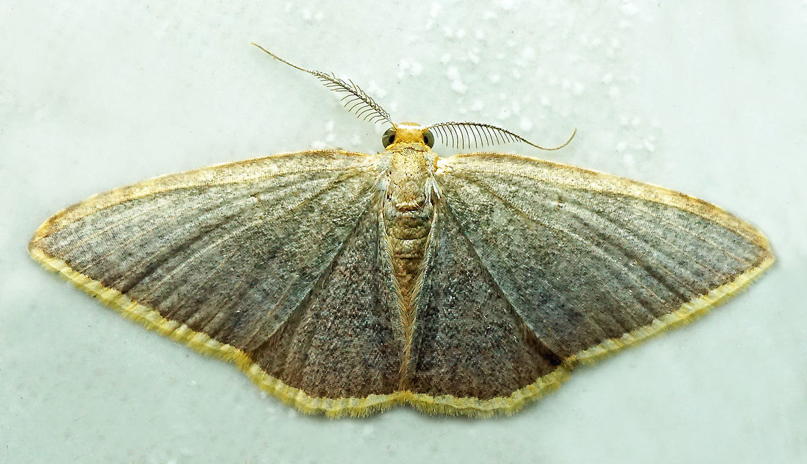 #809 Dapa, Valle Del Cauca<br />
2100m