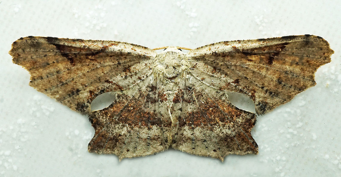 #810 Dapa, Valle Del Cauca<br />
2100m