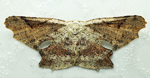 #810 Dapa, Valle Del Cauca
2100m