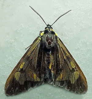 #811 Dapa, Valle Del Cauca
2100m