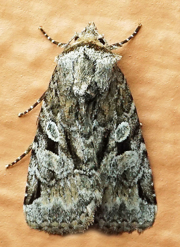 #812 Dapa, Valle Del Cauca<br />
2100m