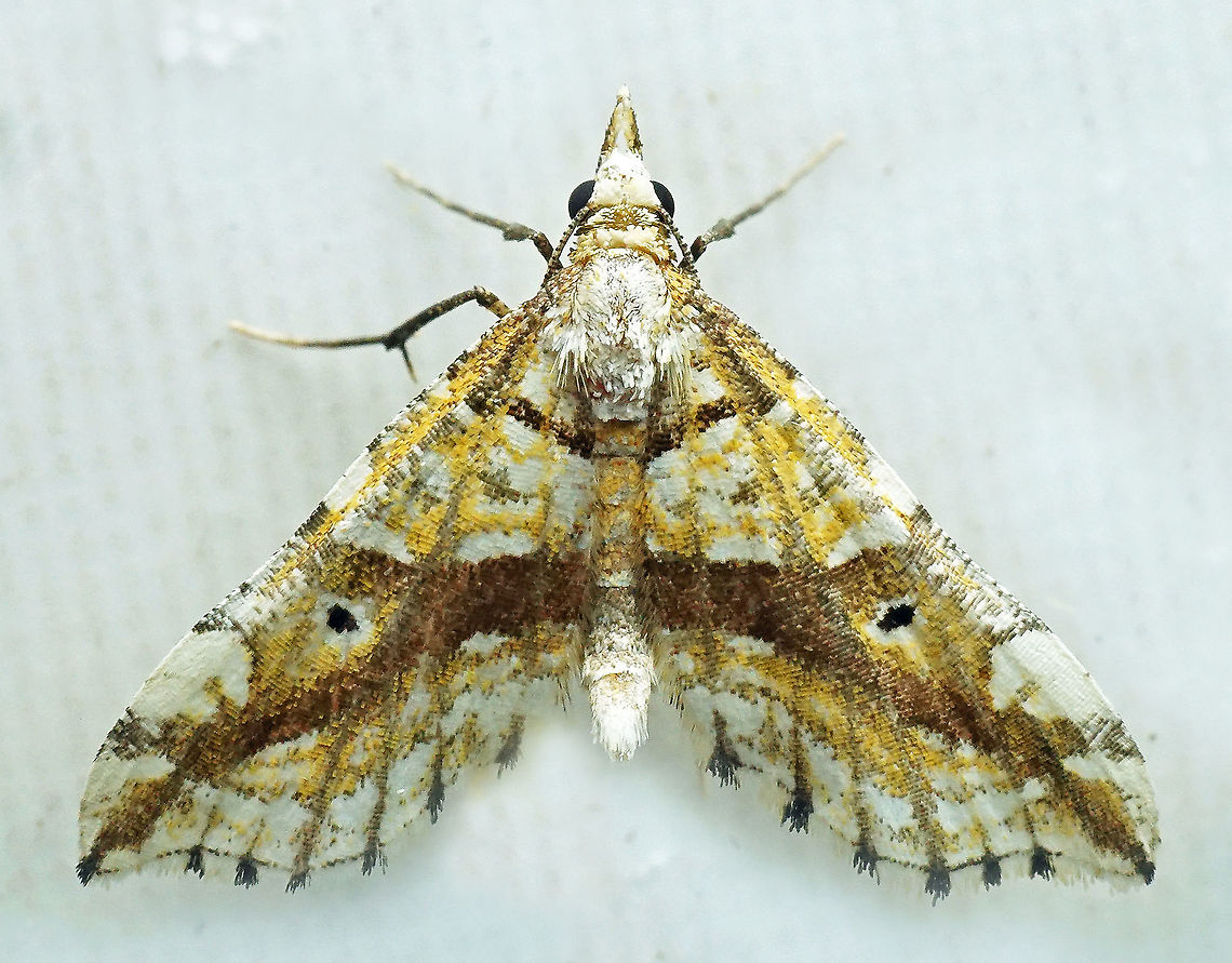 #813 Dapa, Valle Del Cauca<br />
2100m