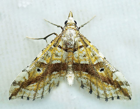 #813 Dapa, Valle Del Cauca
2100m