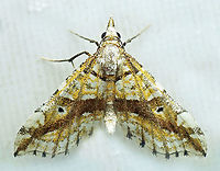 #813 Dapa, Valle Del Cauca<br />
2100m