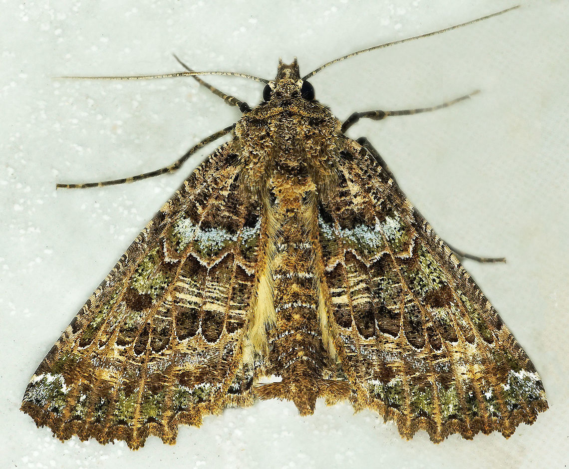 Aragua bistonaria Dapa, Valle Del Cauca<br />
2100m Aragua bistonaria