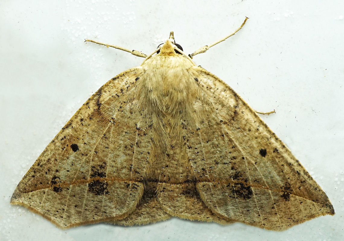 #815 Dapa, Valle Del Cauca<br />
2100m