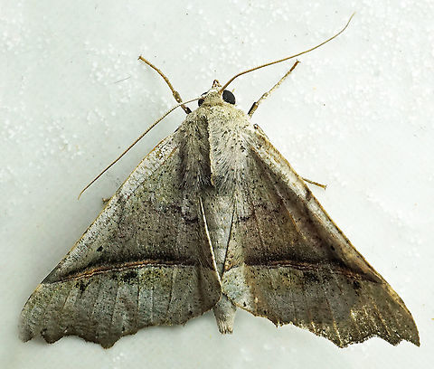 Pero sp. Dapa, Valle Del Cauca
2100m