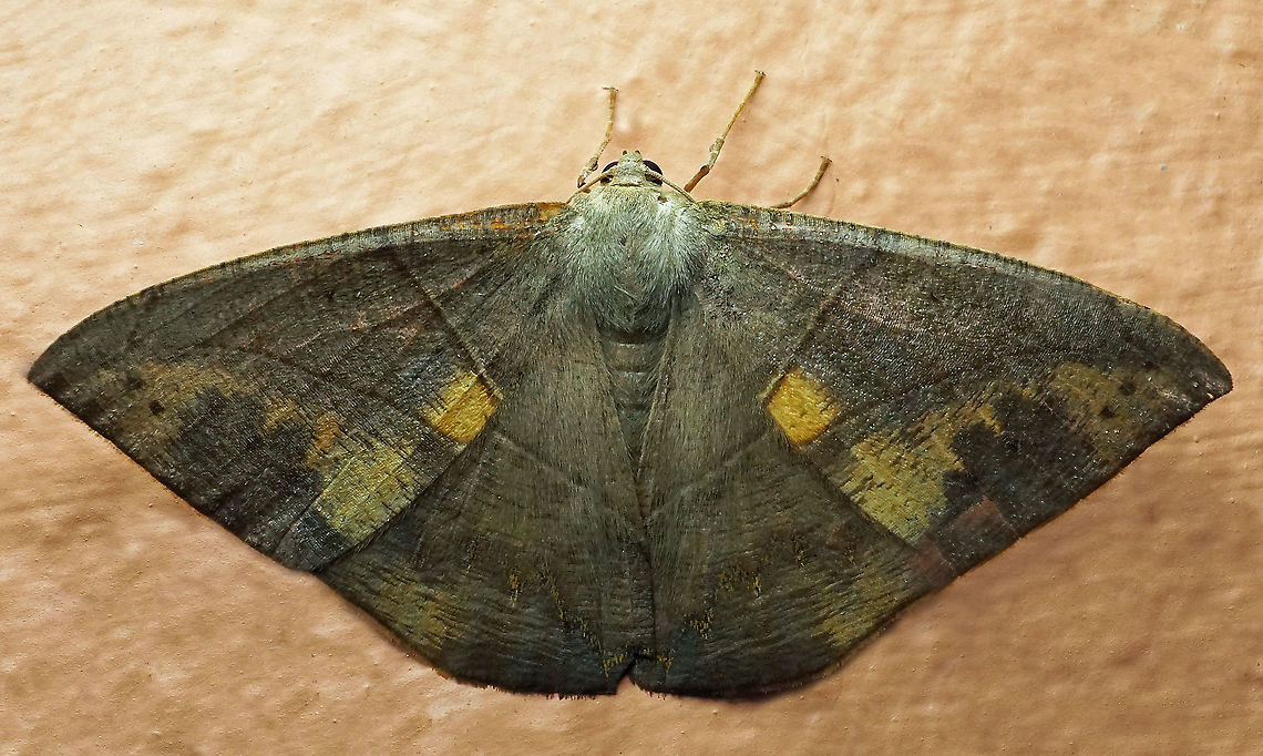 Oxydia sp. Dapa, Valle Del Cauca<br />
2100m