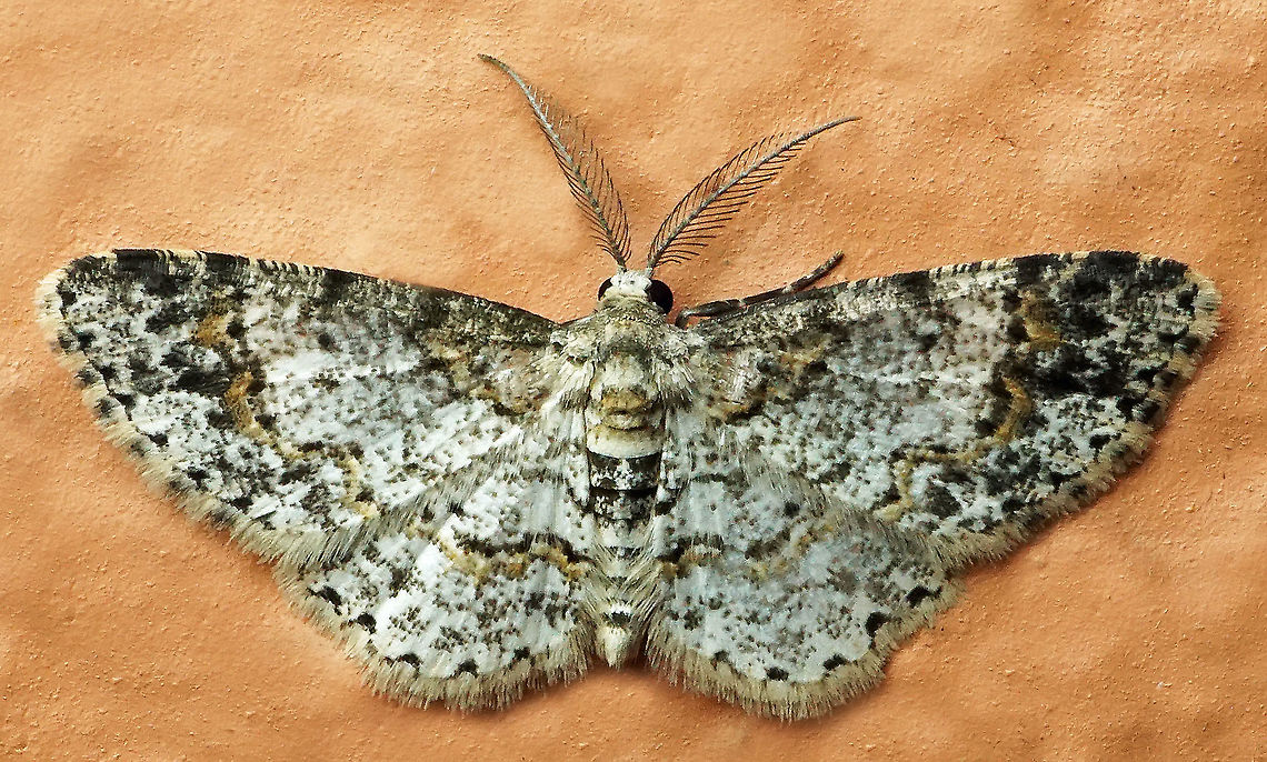 #818 Dapa, Valle Del Cauca<br />
2100m